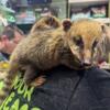 Coatimundi Babies Available