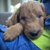 Goldendoodles- we breed for families! Forever homes in June!