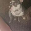Female tri blue frenchie female