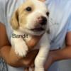 Lemon Beagle Puppy Born Bandit