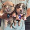 American bully pocket puppies