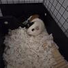Guinea pigs 2 females bonded