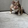 Bully