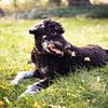 AKC Brown phantom poodle *STUD*