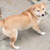 Shiba inu's Adults 1 male and several females 