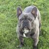 French Bulldog for Stud Service