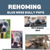 Bully Pups