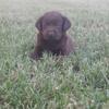 AKC labrador retriever puppies