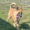 Young Belgian malinois needs home.