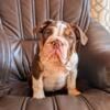 SOLD Chocolate tri colored English Bulldog Puppy