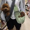8wk old toy female poodle