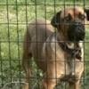 Two cane corso a breeding pair iffc