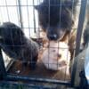 2 chow chow puppies for rehoming 800