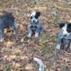 Blue Heeler Puppies