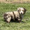 MINI AKC Australian Shepherd Puppies