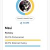 Maui the Pomsky ( pomeranian & husky mixed) Stud service