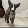 AKC Bull terrier pups for sale