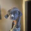 Pitbull puppies