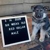 German Shepherd Male Pup