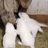 Great pyrenees puppies