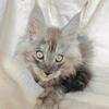 High black smoke Maine coon boy