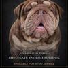 Chocolate English bulldog for STUD