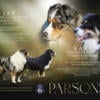 AKC Australian Shepherds Waitlist for 2025 