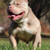 CHECK OUT THIS BEAUTIFUL LILAC POCKET BULLY AVAILABLE FOR STUD SERVICE GREAT DEAL ONLY FOR THIS MONTH