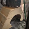 Chinchillas