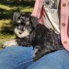 Miniature Schnauzer Puppy Female Black and Silver 9 weeks old AKC Litter ~ Curry