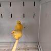 Fife Canaries