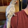 Baby and Young Indian Ringneck and Hillerman Parakeets for sale