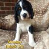 ACK Springer Spaniel Puppies