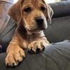 9wk RottweilerXmastiff puppies