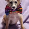 Chinese Crested Male