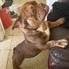 Bully Stud Service!!!