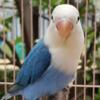 Baby Fischer lovebird for adoption