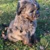 Lovable Mini Aussiedoodle