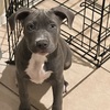 Blue nose pitbull