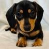 Black and tan female mini dachshund