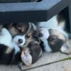 Pembroke Welsh Corgis for sale