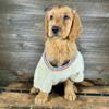 AKC GOLDEN PUPPIES & GOLDENDOODLE PUPPIES - READY TODAY