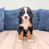 Idalia - Bernese Mountain Dog