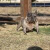 French bulldog Merle adult