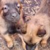 Males and females Belgian malinois puppies