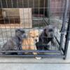 Cane Corso puppies AKC