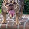 Merle English Bulldog