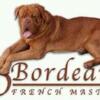 Dogue de Bordeaux French Mastiff black and red mask PUPPIES females and males