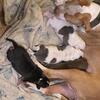 Pitbull puppies