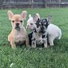 360 Exotix Kennel Top Quality French Bulldogs
